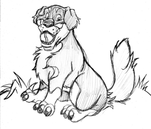 bernese mountain dog