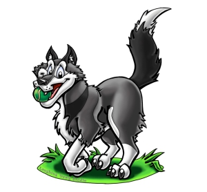 siberian husky-old-got-ball